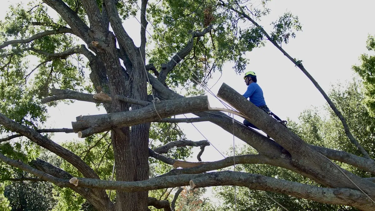 Professional Crown Thinning performed by certified arborists in Silverstreet